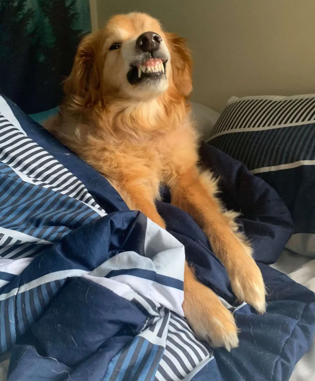 狗狗龇牙笑的图片图片
