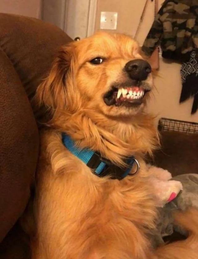 狗狗每天一副凶狠样子对主人呲牙咧嘴,没想到竟是爱的表现!-友友