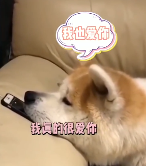 有了孩子以后,狗子们再也不拆家了,真好!-微信头条网 有了孩子以后,狗子们再也不拆家了,真好!