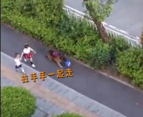 有了孩子以后,狗子们再也不拆家了,真好!-微信头条网 有了孩子以后,狗子们再也不拆家了,真好!
