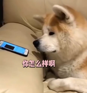 有了孩子以后,狗子们再也不拆家了,真好!-微信头条网 有了孩子以后,狗子们再也不拆家了,真好!