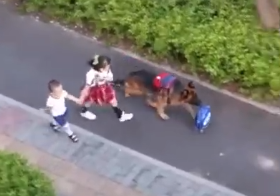 有了孩子以后,狗子们再也不拆家了,真好!-微信头条网 有了孩子以后,狗子们再也不拆家了,真好!
