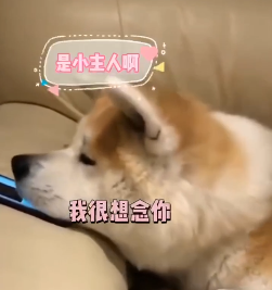 有了孩子以后,狗子们再也不拆家了,真好!-微信头条网 有了孩子以后,狗子们再也不拆家了,真好!