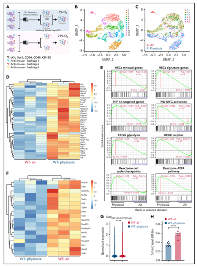 bm细胞是什么细胞【Blood】物理性诱导的造血干细胞中Tet2的下调有助于增强自我更新_https://www.jmylbn.com_新闻资讯_第9张