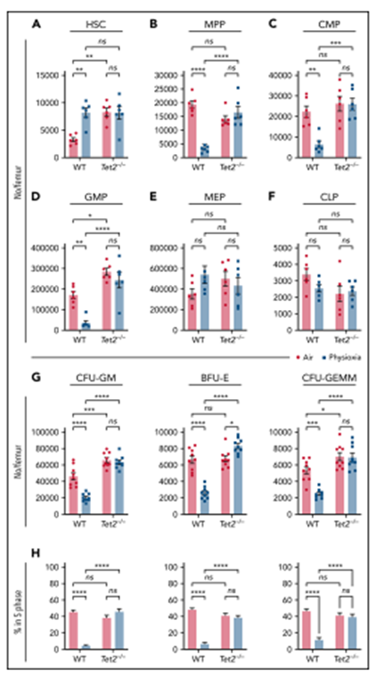 bm细胞是什么细胞【Blood】物理性诱导的造血干细胞中Tet2的下调有助于增强自我更新_https://www.jmylbn.com_新闻资讯_第10张