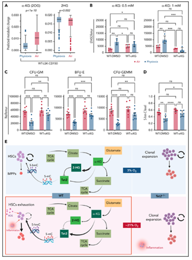 bm细胞是什么细胞【Blood】物理性诱导的造血干细胞中Tet2的下调有助于增强自我更新_https://www.jmylbn.com_新闻资讯_第14张