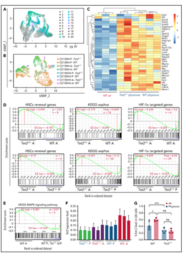 bm细胞是什么细胞【Blood】物理性诱导的造血干细胞中Tet2的下调有助于增强自我更新_https://www.jmylbn.com_新闻资讯_第13张