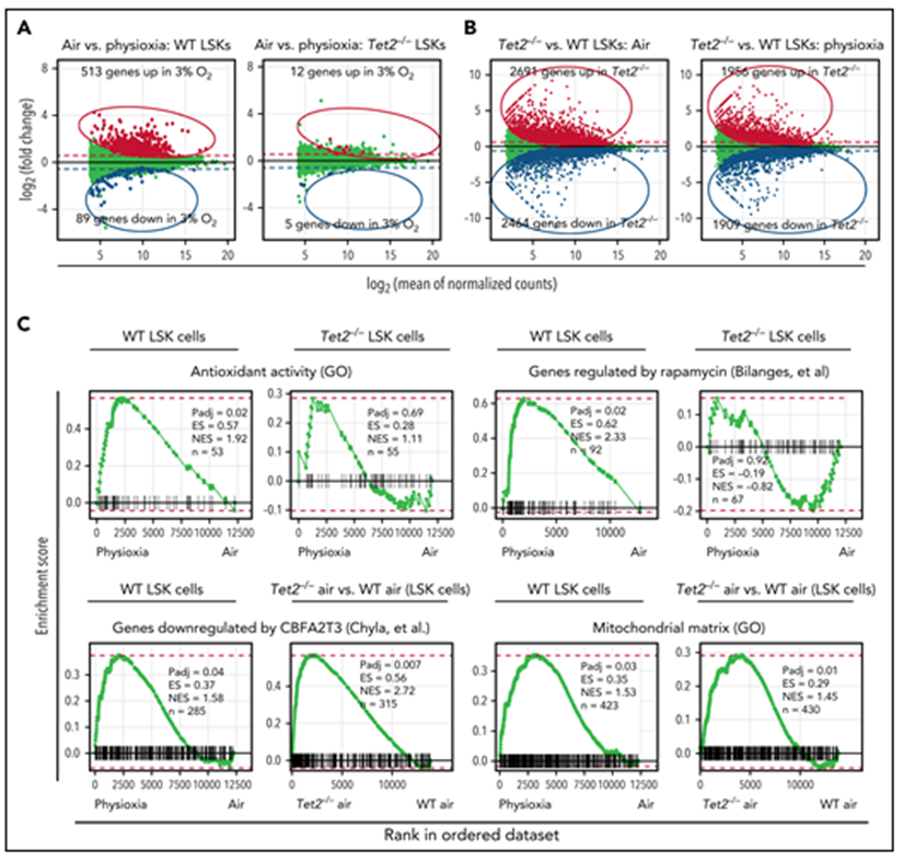bm细胞是什么细胞【Blood】物理性诱导的造血干细胞中Tet2的下调有助于增强自我更新_https://www.jmylbn.com_新闻资讯_第12张