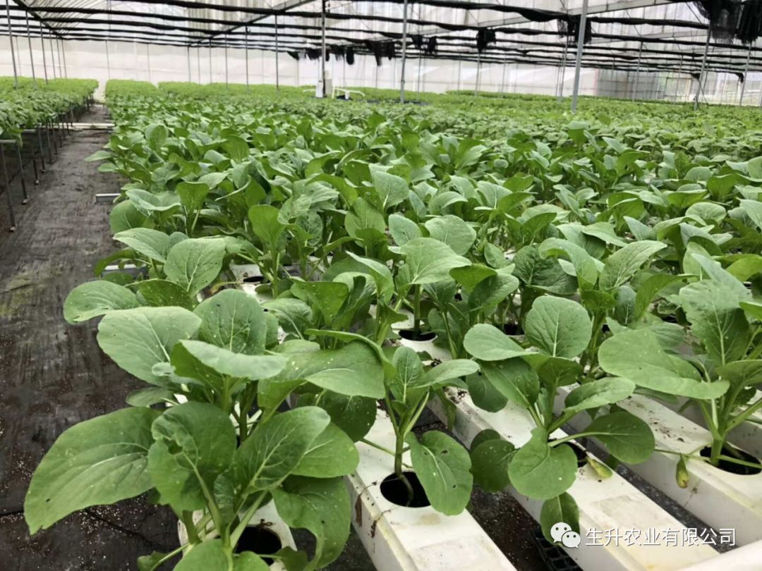 你的无土栽培 需要什么样的介质 生升农业技术分享 微信公众号文章阅读 Wemp