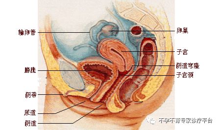 女性生殖器官之卵巢 不孕不育专家诊疗平台 微信公众号文章阅读 Wemp