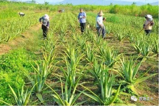 致富经泥鳅养殖_养殖泥鳅挣钱吗_致富养殖泥鳅图片