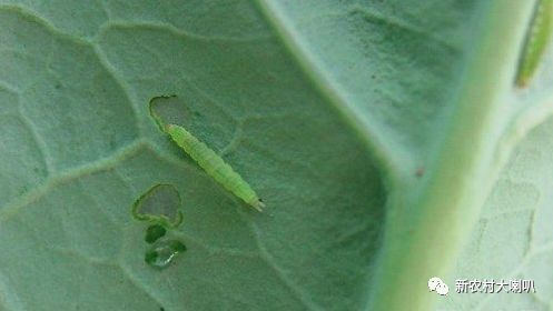 大白菜苗期害虫集中危害严重 防治要趁早 新农村大喇叭 微信公众号文章阅读 Wemp
