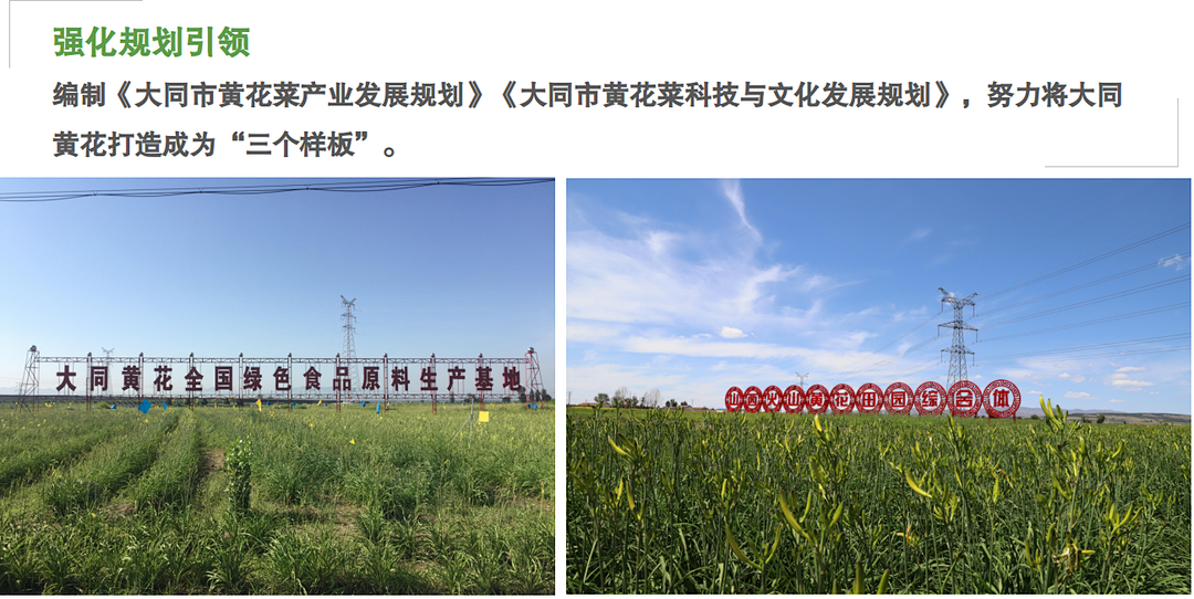 大同黄花再获两项殊荣