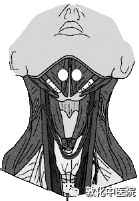 怎么买神经肌肉康复仪【带您了解康复版块】吞咽神经和肌肉电刺激仪，效果很“哇塞”_https://www.jmylbn.com_新闻资讯_第11张