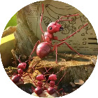 地下蚁国模拟器