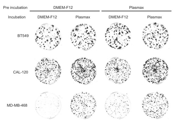 癌症久攻不破，因為全世界科學家都用錯了實驗材料？ | 一瓶可能禁錮了癌症研究60年的液體 健康 第5張