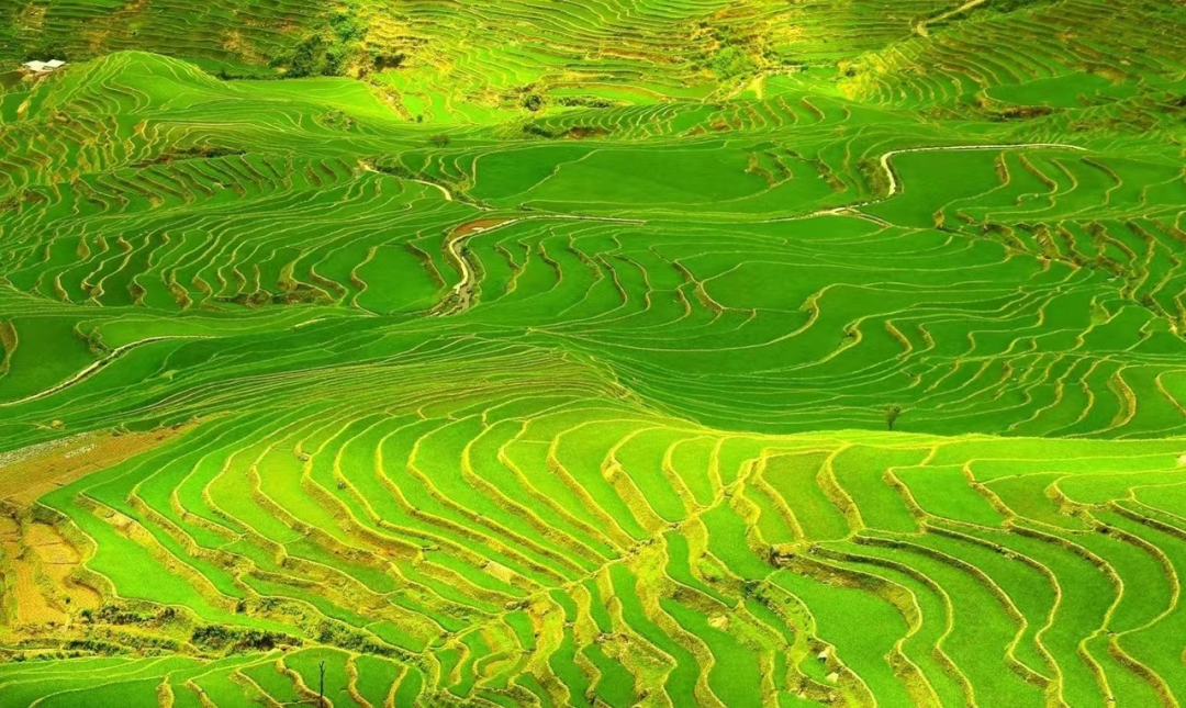 梯田的杰出代表,乐育镇桂东梯田,甲寅镇绿树格梯田,阿扎河乡洛孟梯田