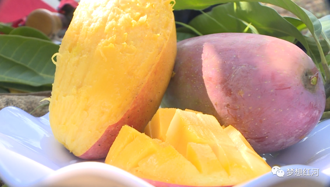 红河县热区长满摇钱树芒果飘香产业兴