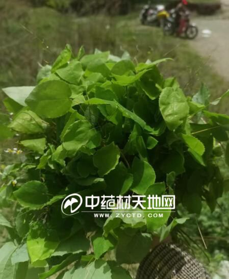 淫羊藿产新量少行情再创新高