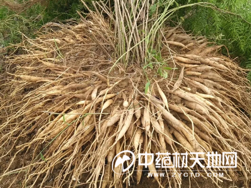 天冬行情一个周期轮回 价格重返底部