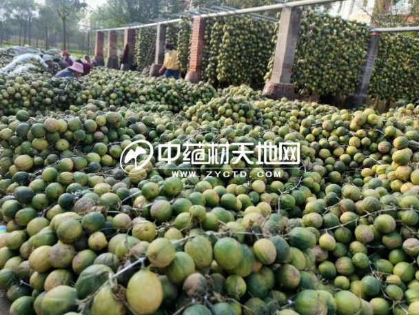 瓜蒌产新行情短期回暖，长期底部震荡逻辑未变