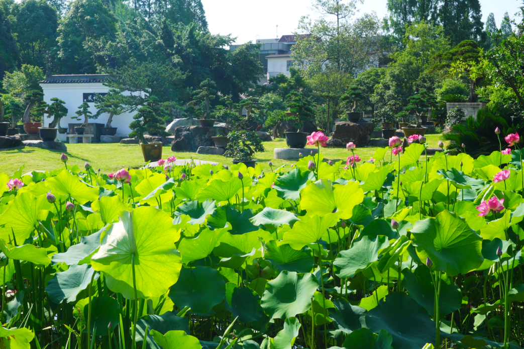 错过等一年！金牛这里换上夏日限定装扮插图1