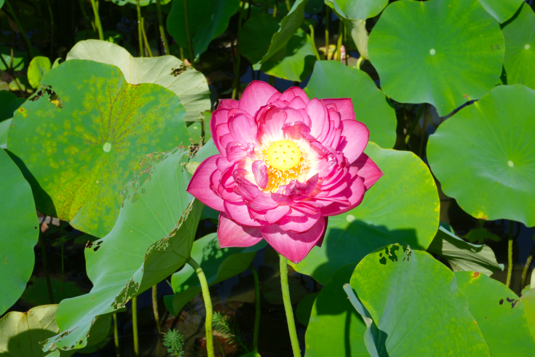 错过等一年！金牛这里换上夏日限定装扮插图4