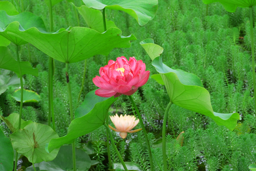 错过等一年！金牛这里换上夏日限定装扮插图5