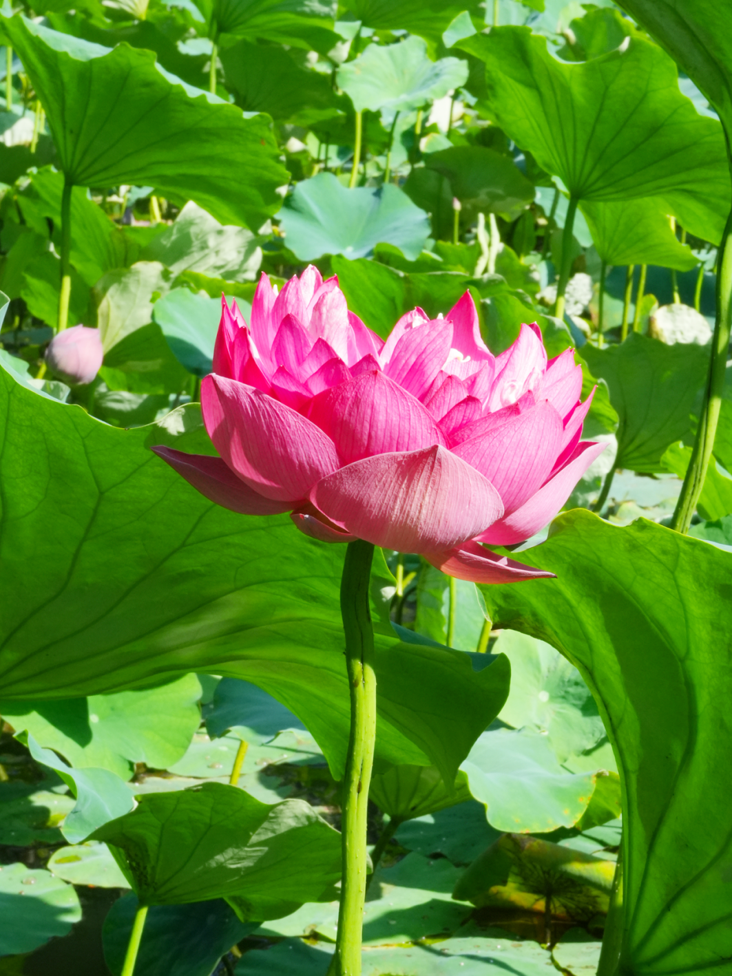 错过等一年！金牛这里换上夏日限定装扮插图3