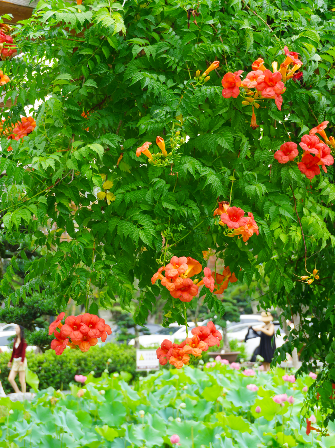 错过等一年！金牛这里换上夏日限定装扮插图6