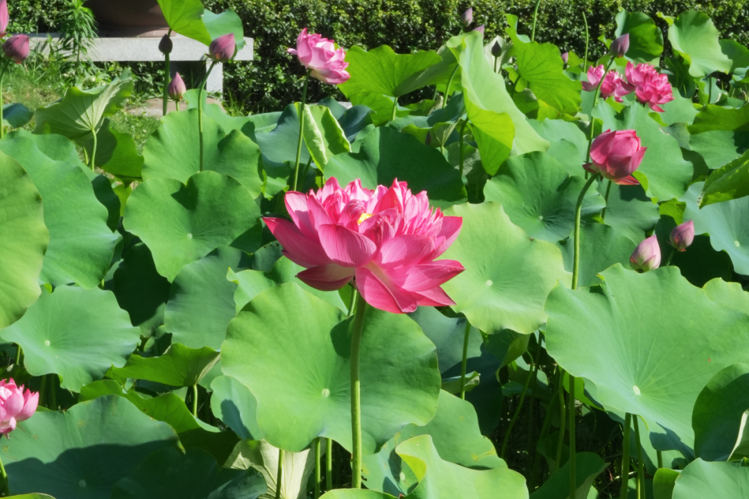 错过等一年！金牛这里换上夏日限定装扮插图2