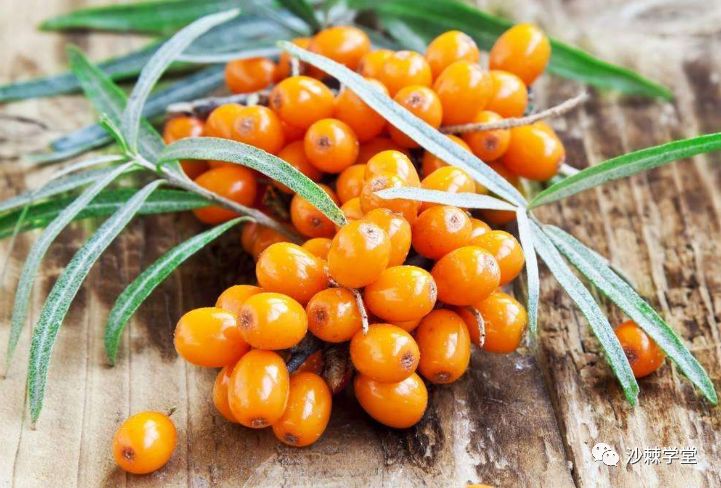 中央七套讲沙棘，科学院研究员带您走近沙棘！