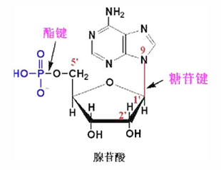 核酸降解是dna/rna分子中的碱基和戊糖间的氮糖苷键,或磷酸二酯键在
