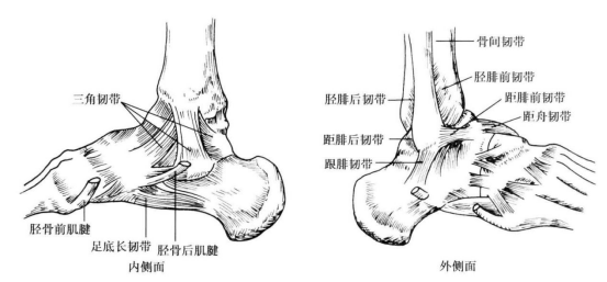 經常崴腳足踝部位莫名疼痛腫脹僵硬快來了解足踝疾病科普知識