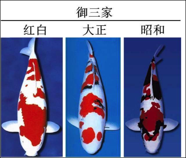 遗传角度看锦鲤锦鲤为什么是幸运的化身