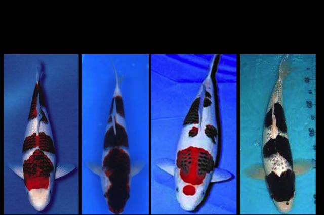 图十:衣鲤(图片来自网络)