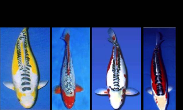 图九:秋翠锦鲤.(图片来自网络)