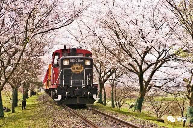 日本動漫才有的場景：櫻花林里的小火車。春天賞櫻花，秋天賞紅葉 動漫 第4張