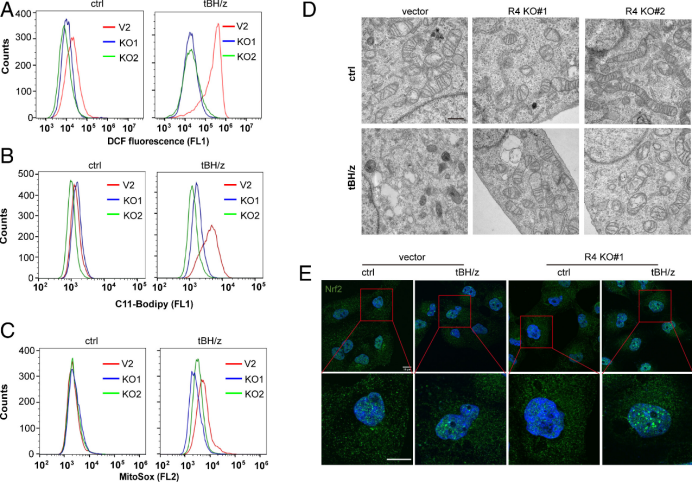 新鮮出爐的國自然熱點(diǎn)，PNAS揭示氧化應(yīng)激壞死和鐵死亡調(diào)控的新機(jī)制