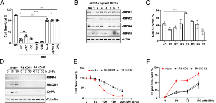 新鮮出爐的國自然熱點(diǎn)，PNAS揭示氧化應(yīng)激壞死和鐵死亡調(diào)控的新機(jī)制