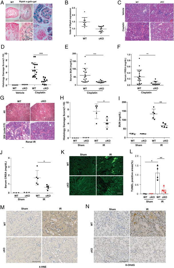 新鮮出爐的國自然熱點(diǎn)，PNAS揭示氧化應(yīng)激壞死和鐵死亡調(diào)控的新機(jī)制