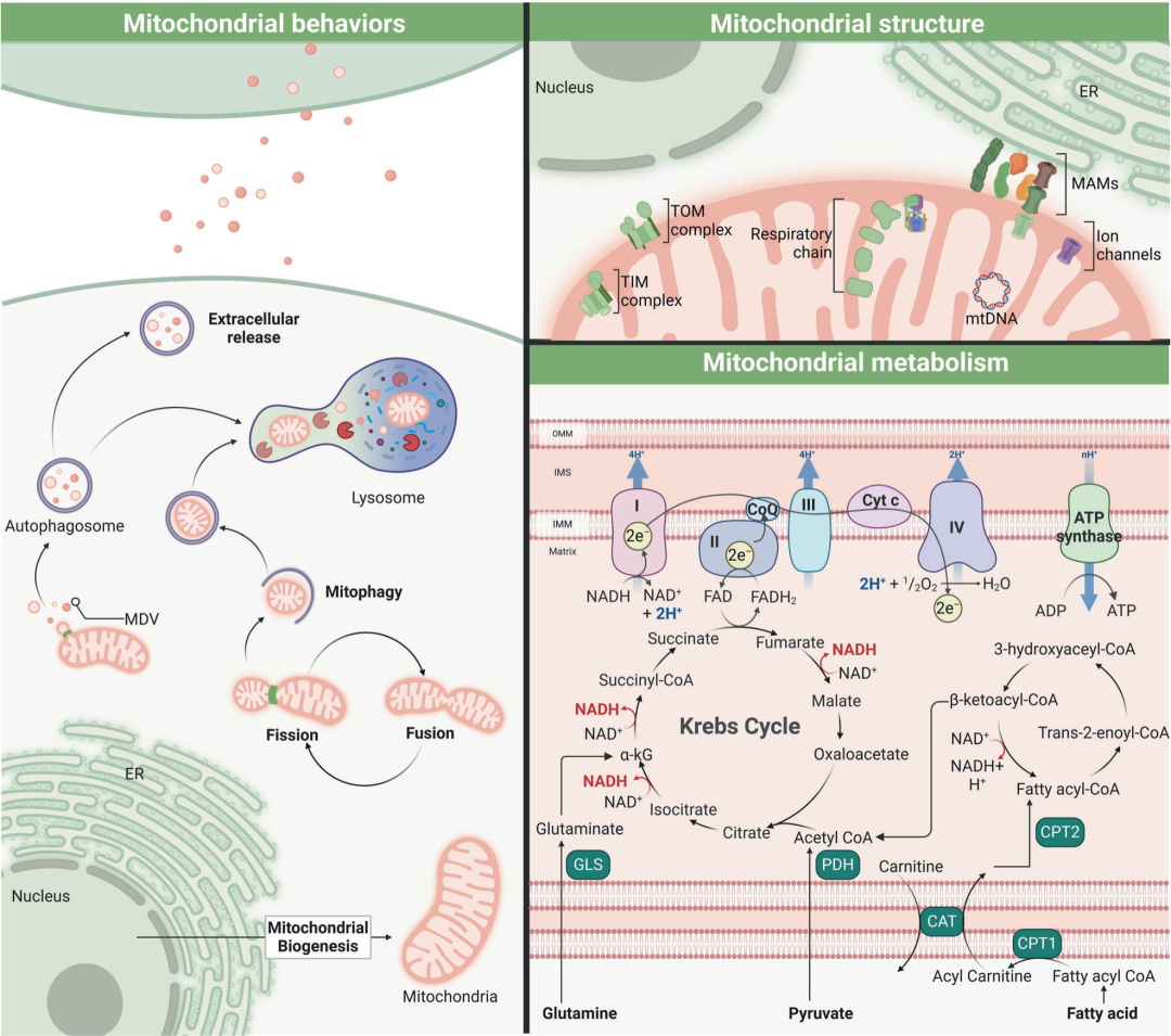 國自然熱點追蹤——線粒體功能障礙的調控機制以及在各疾病中的進展