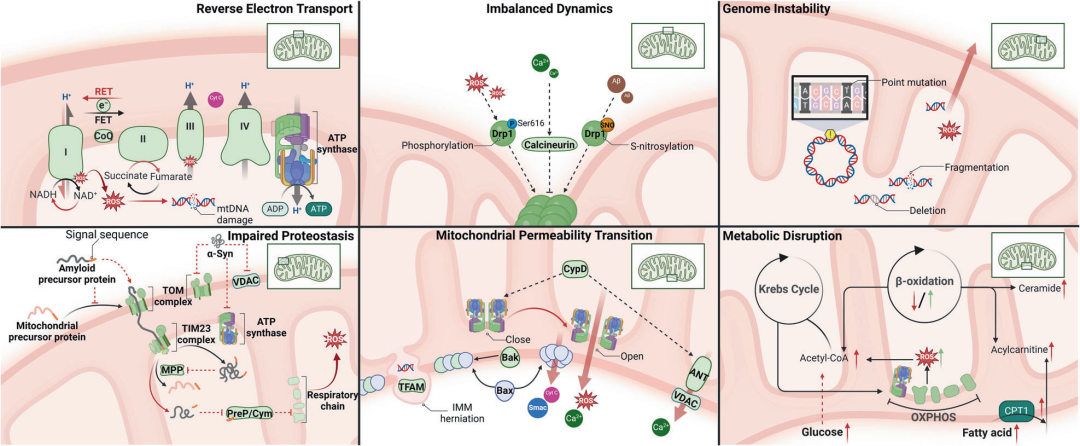 國自然熱點追蹤——線粒體功能障礙的調控機制以及在各疾病中的進展