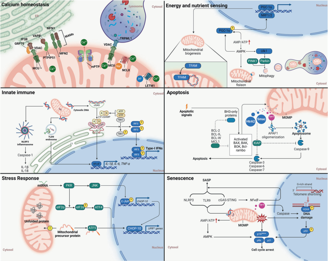 國自然熱點追蹤——線粒體功能障礙的調控機制以及在各疾病中的進展