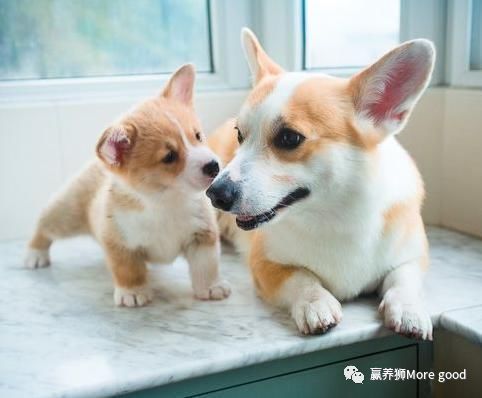 Tlc官网 437ccm必赢国际客服电话 线上充值