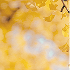 領(lǐng)拓聚焦 | 廣東省電子顯微鏡學會2024年學術(shù)年會