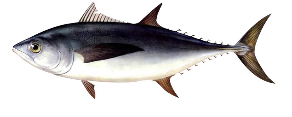 "海底鸡"————罐头食品铭刻在童年的记忆有一种舌尖的美味对于70