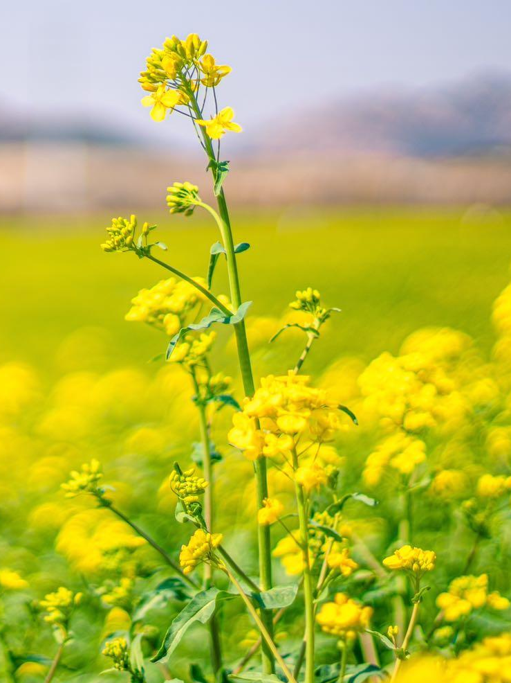 一秒带你进油画山东油菜花惊艳上线满满的文艺气息现在去看刚刚好