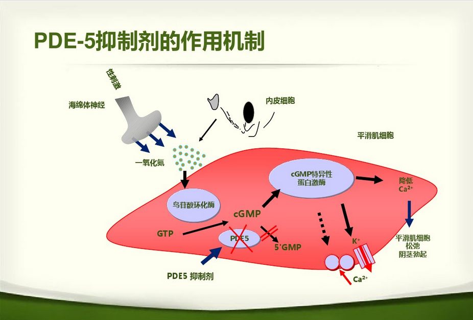 中药“伟哥”—葛根汤