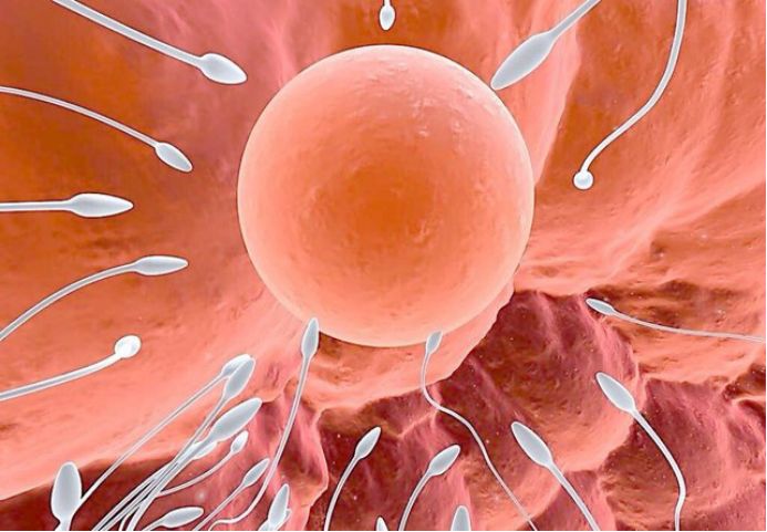 精子成长历险记